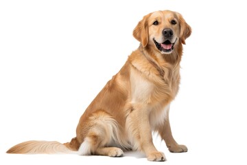 Golden Retriever Sitting on a White Background