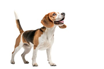 Playful Beagle Standing on White Background