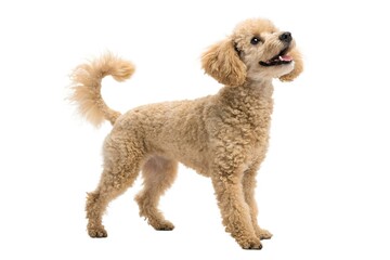 Playful Shiba Inu on White Background