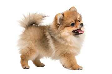 Obraz premium Playful Shiba Inu Puppy on White Background