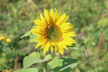 yellow bright sunflower is large,
