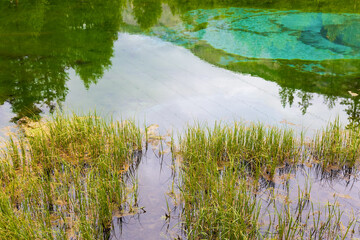 A view of the sedge-covered shores of Geyser Lake in the Altai Republic, Russia. Trees are...