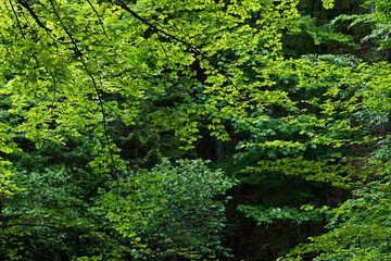 Fototapeta premium dettagli dei rami degli alberi e della fitta vegetazione verde in un bosco di montagna in estate