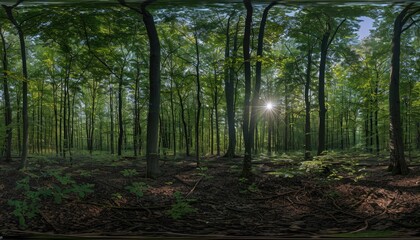 Obraz premium A Sunbeam Illuminates a Dense Forest Floor