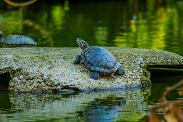 Fototapeta premium Tortuga en estanque