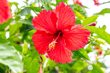 The bright red hibiscus (Thespesia Grandi Flora) or (Hibiscus rosa-sinensis) is the national flower...