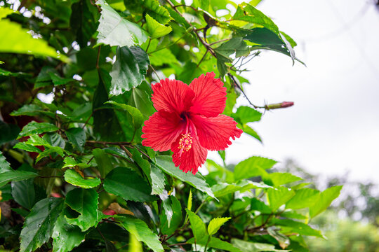 The bright red hibiscus (Thespesia Grandi Flora) or (Hibiscus rosa-sinensis) is the national flower of Malaysia, Haiti, and Puerto Rico, which blooms in the rainy season with bright colors.