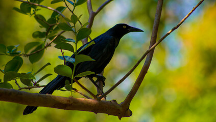 Pájaro negro