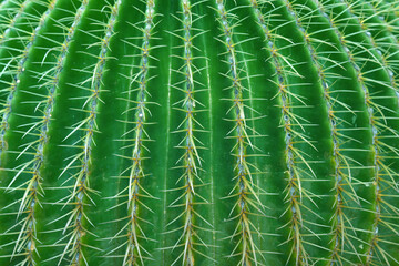 View of amazing green cactus as a background, close up, natural texture. Closeup cactus isolated on...