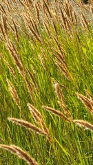 grass background
