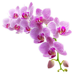 Obraz premium PNG Purple orchid boque flower petal plant.