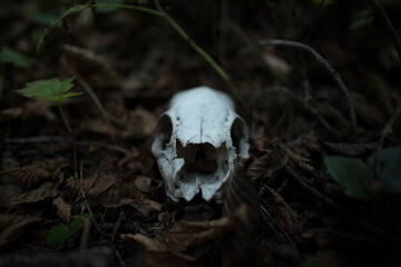 teschio secco di piccolo animale morto, al buio, tra le foglie, sul terreno