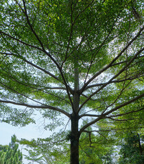 Spreading Branches of a Majestic Tree