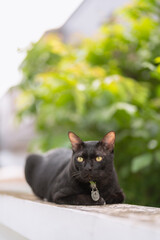Black cat relaxing and lounging on a wall with a blurred natural background