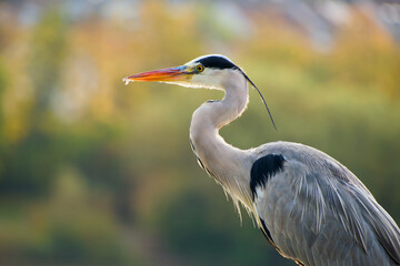 grey heron close-up portrait on the blurred background