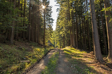 vista panoramica di un su un fitto bosco di montagna nel l'Italia nord orientale, di giorno, in...