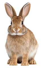 Fototapeta premium PNG Mammal animal rodent pet.