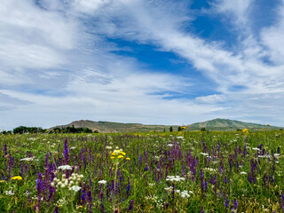 Spring landscape with blooming wildflowers, green hills, and a blue sky in the foothills of...