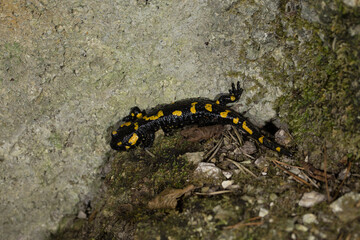 dettagli di una salamandra nera e gialla che si muove per terra nel suo ambiente naturale