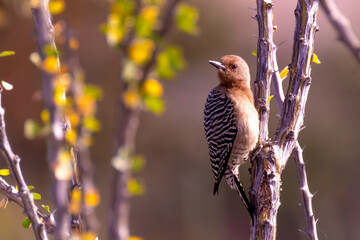 Baja California Sur Mexico