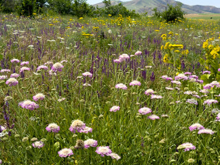 Spring landscape with flowering medicinal herbs, Scabiosa columbaria, yarrow. Spring in the...