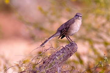 Baja California Sur Mexico