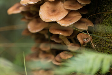 vista macro su un vasto gruppo di funghi dal cappello grande e di colore marrone chiaro, cresciuti  in un ambiente naturale di montagna in autunno