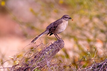 Baja California Sur Mexico