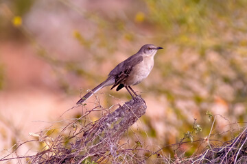 Baja California Sur Mexico