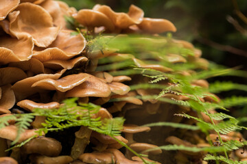 vista macro su un vasto gruppo di funghi dal cappello grande e di colore marrone chiaro, cresciuti  in un ambiente naturale di montagna in autunno