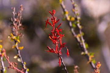 Baja California Sur Mexico