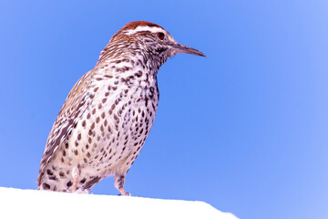 Baja California Sur Mexico