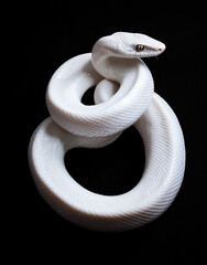 Fototapeta premium Illustration of a snake in the style of realism, realistic emotions, realistic colors, realistic details, realistic light and shadow, emphasizing textures and subtleties of the subject, realism, stone