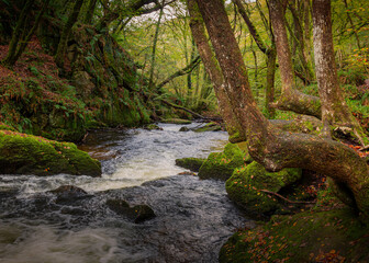 Trees at Golitha Falls