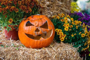 Halloween carved and decorated orange pumpkin sitting on hay, surrounded by lots of arranged flowers in pots infront of restaurant or coffee shop. Halloween decoration.