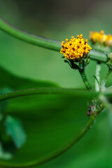 黄色いタウコギの花