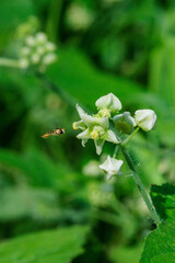 秋の野原に咲くアレチウリの花