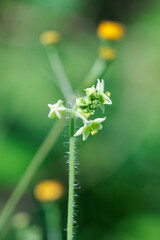 秋の野原に咲くアレチウリの花