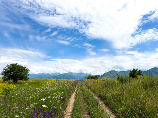 Naklejka premium Spring landscape with wildflowers and a dirt road leading through a blooming field under a blue sky in the foothills of Kyrgyzstan.