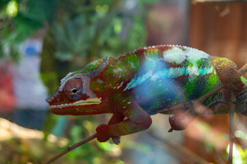 chameleon on a branch © Jonathan