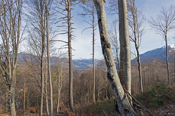 vista panoramica su alcuni grandi alberi vicini e in primo piano di un bosco collinare e su una...