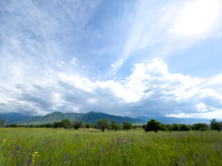 Fototapeta premium Spring landscape with blooming wildflowers, green hills, and a blue sky in the foothills of Kyrgyzstan.