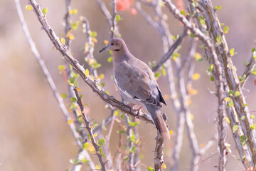 Baja California Sur Mexico