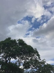 Obraz premium clouds and trees