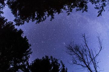 panoramica dal basso del cielo sereno, di colore blu e stellato, visto da sotto le sagome nere di...
