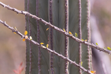 Baja California Sur Mexico