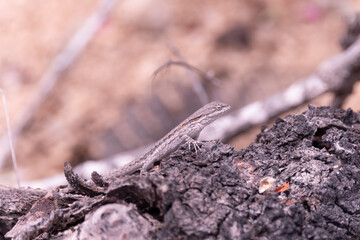 Baja California Sur Mexico