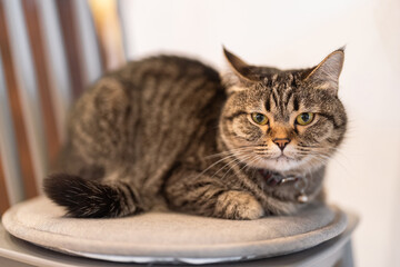 Close-Up of a Tabby Cat Relaxing on a Soft Cushion