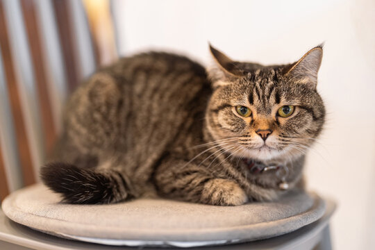 Close-Up of a Tabby Cat Relaxing on a Soft Cushion