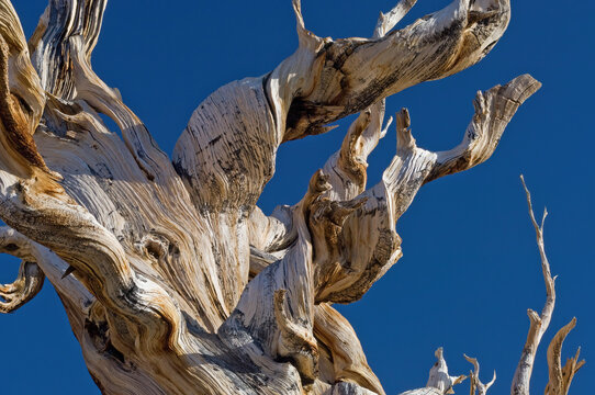 Detail of a Bristlecone Pine (longaeva pinus), White Mountains, California, USA